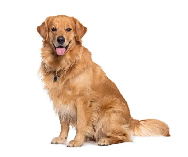 Resim Golden Retriever