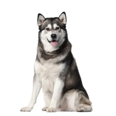 Alaskan Malamutu