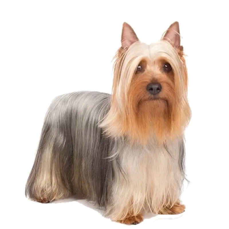 Resim Avustralya İpeksi Terrier