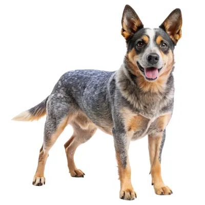 Avustralya Sığır Köpeği