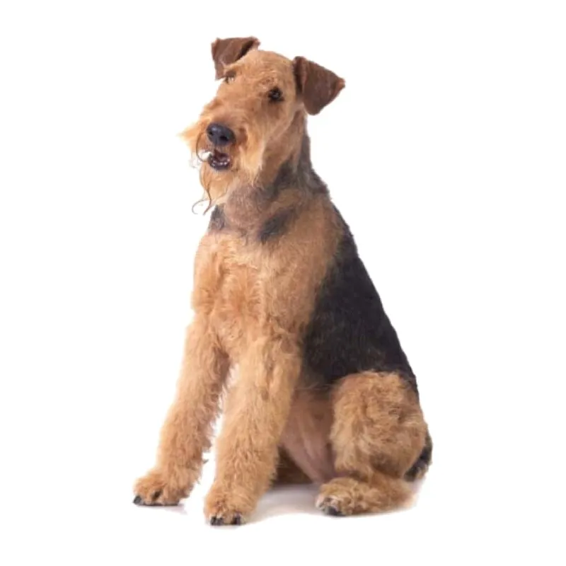 Resim Airedale Terrier