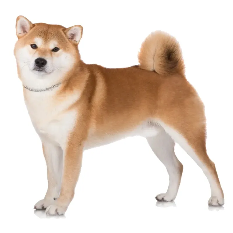 Resim Akita Köpek Irkı Profili