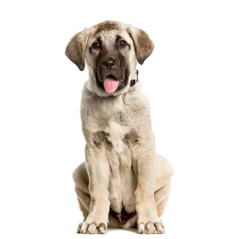 Anadolu Çoban Köpeği