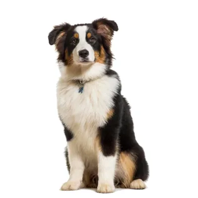 Avustralya Çoban Köpeği