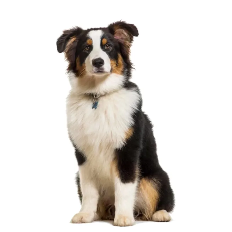 Resim Avustralya Çoban Köpeği