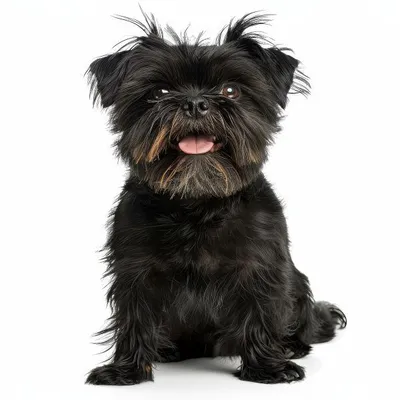 Affenpinscher: Almanya'dan Gelen Sevimli Maymun Köpeği