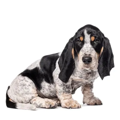 Basset Bleu de Gascogne Köpek Irkı