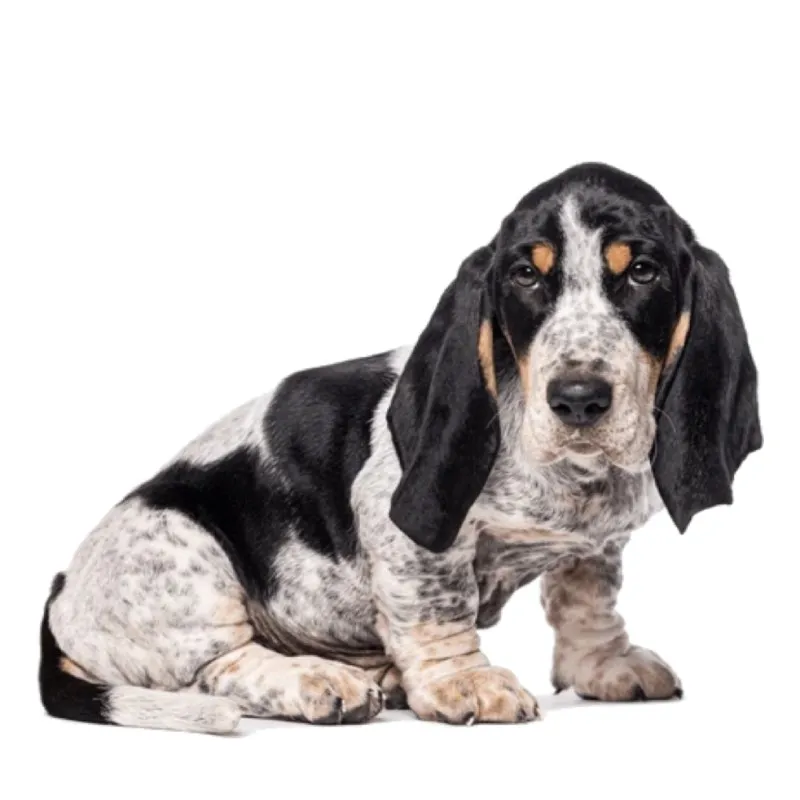 Resim Basset Bleu de Gascogne Köpek Irkı