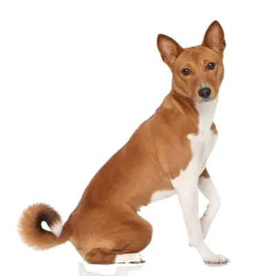 Basenji Köpek Irkı